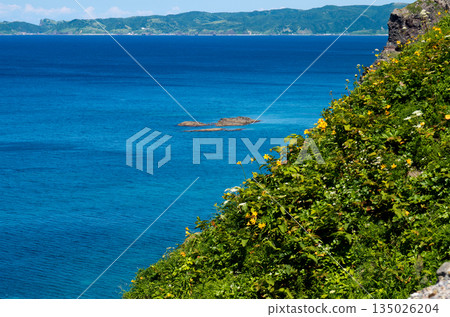 Daylilies and the blue sea at Cape Kamui Daylilies and the blue sea at Cape Kamui 135026204