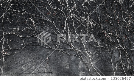 Vines covering the fence Vines covering the fence 135026497