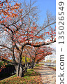 秋天的櫻花葉 135026549