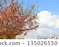 秋天的櫻花葉 135026550