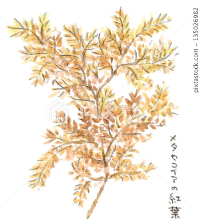 Watercolor illustration of yellow and reddish-brown metasequoia autumn leaves Watercolor illustration of yellow and reddish-brown metasequoia autumn leaves 135026982