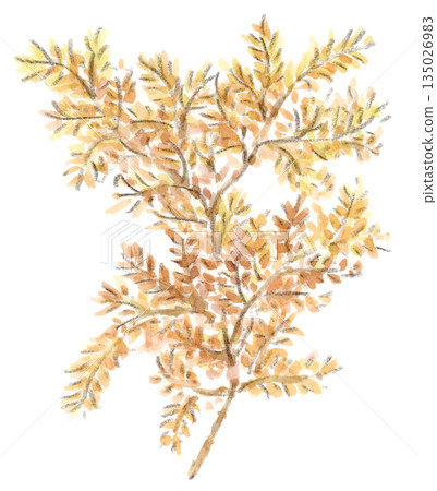 Watercolor illustration of yellow and reddish-brown metasequoia autumn leaves 135026983