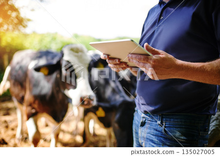 Hands, farmer and man with a tablet, farm and connection with checklist, update inventory and animals. Closeup, male person or business owner with technology, cows and sustainability with agriculture 135027005