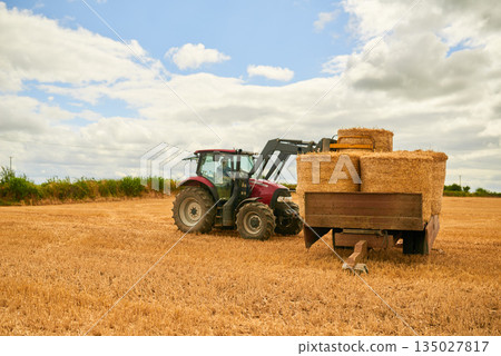 Hay, agriculture and a tractor on a farm in the countryside for sustainability outdoor during the harvest season. Nature, sky and clouds with an agricultural vehicle for harvesting on an open field Hay, agriculture and a tractor on a farm in the countryside for sustainability outdoor during the harvest season. Nature, sky and clouds with an agricultural vehicle for harvesting on an open field 135027817