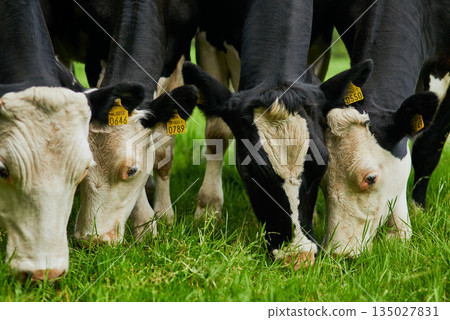 Sustainability, farm and cows eating grass for agriculture health, wellness and dairy supply. Industry, farming and cattle feeding outdoor on field in eco friendly nature environment in countryside. Sustainability, farm and cows eating grass for agriculture health, wellness and dairy supply. Industry, farming and cattle feeding outdoor on field in eco friendly nature environment in countryside. 135027831