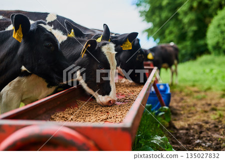 Sustainable, agriculture and cows eating on a farm for health, wellness and dairy supply. Industry, farming and cattle feeding outdoor in eco friendly, nature or livestock environment in countryside. 135027832