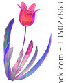 Tulip 135027863