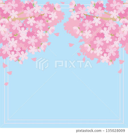 盛開的櫻花背景圖。日式春季向量素材，可用於慶祝畢業、入學和賞櫻等場合。 135028009