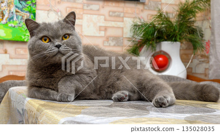 british shorthair grey cat lying on a table and looking at the camera 135028035