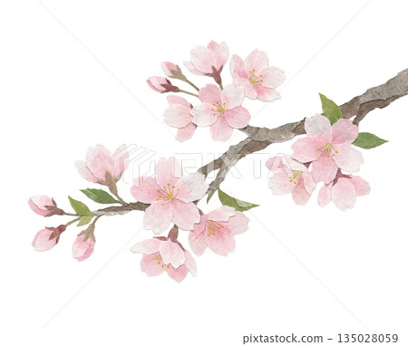 Paper cut-out style illustration of cherry blossoms and branches made with Japanese paper Paper cut-out style illustration of cherry blossoms and branches made with Japanese paper 135028059