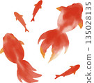 Goldfish illustration set. Watercolor red goldfish swimming in Japanese summer material Goldfish illustration set. Watercolor red goldfish swimming in Japanese summer material 135028135