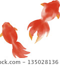 Goldfish illustration set. Watercolor red goldfish swimming in Japanese summer material Goldfish illustration set. Watercolor red goldfish swimming in Japanese summer material 135028136