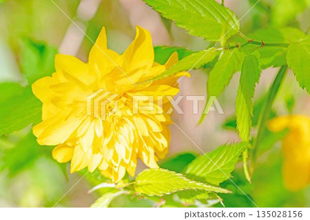 Flowers around the house, various in the four seasons. Beautiful yellow flowers of the Japanese laurel bloomed in the Satoyama. Flowers around the house, various in the four seasons. Beautiful yellow flowers of the Japanese laurel bloomed in the Satoyama. 135028156