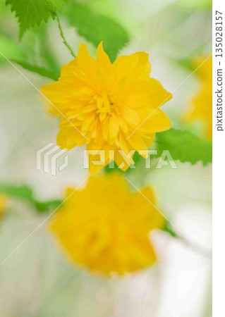 Flowers around the house, various in the four seasons. Beautiful yellow flowers of the Japanese laurel bloomed in the Satoyama. Flowers around the house, various in the four seasons. Beautiful yellow flowers of the Japanese laurel bloomed in the Satoyama. 135028157