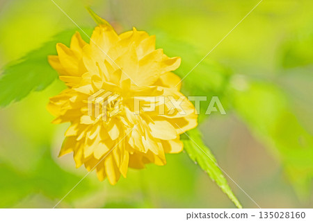 Flowers around the house, various in the four seasons. Beautiful yellow flowers of the Japanese laurel bloomed in the Satoyama. 135028160