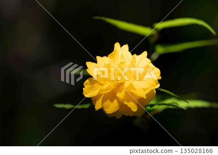 Flowers around the house, various in the four seasons. Beautiful yellow flowers of the Japanese laurel bloomed in the Satoyama. 135028166