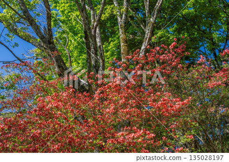 鮮紅的杜鵑花在翠綠的森林和蔚藍的天空中盛開。 鮮紅的杜鵑花在翠綠的森林和蔚藍的天空中盛開。 135028197
