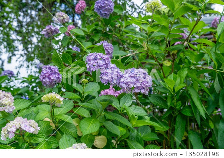 盛開的繡球花，為雨季增添了一抹亮麗的色彩 135028198