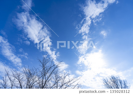 Winter sky, clouds and trees 135028312