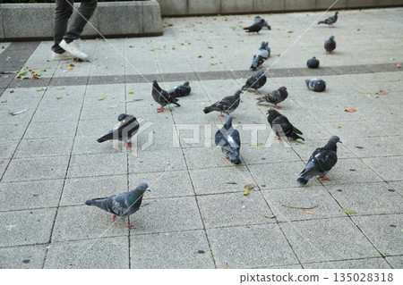 Pigeons walking through a city square Pigeons walking through a city square 135028318