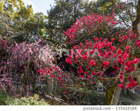 道明寺天滿宮盛開的梅花 道明寺天滿宮盛開的梅花 135028384