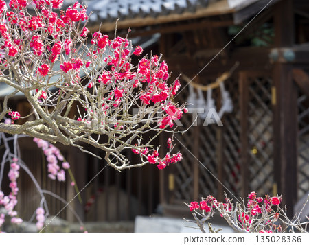 道明寺天滿宮盛開的梅花 道明寺天滿宮盛開的梅花 135028386