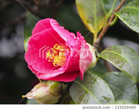山茶花在雨中濕潤 135028409