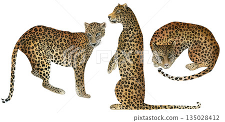 Leopards in different angles. Hand-drawn watercolor illustrations isolated on a transparent background. Watercolor set for design textile, wallpapers, prints and banners. Leopards in different angles. Hand-drawn watercolor illustrations isolated on a transparent background. Watercolor set for design textile, wallpapers, prints and banners. 135028412