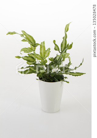 Puterisu Puterisu 135028478