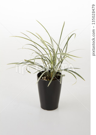 芒草 芒草 135028479