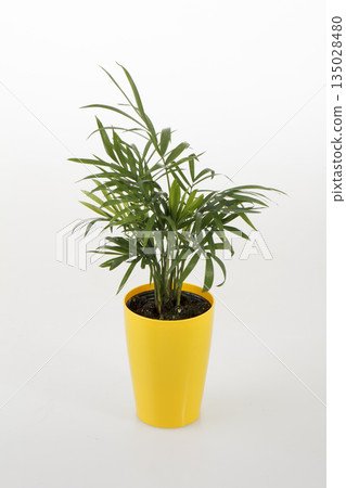 Table palm Table palm 135028480