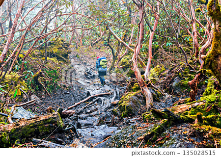 The rothedendron forest on the trekking route from Panch Pokhari to Khotey in Nepal. The rothedendron forest on the trekking route from Panch Pokhari to Khotey in Nepal. 135028515