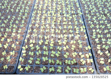 發芽率高的青花菜 135028525