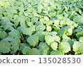 春季西蘭花幼苗 春季西蘭花幼苗 135028530