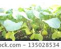 春季西蘭花幼苗 春季西蘭花幼苗 135028534
