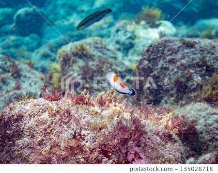 Juvenile Crested Wrasse and others. Hirizohama, Minamiizu Town, Nakagi, Izu Peninsula, Shizuoka Prefecture -202 One of Japan's leading snorkeling spots 135028718