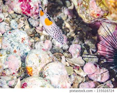 Juvenile Crested Wrasse and others. Hirizohama, Minamiizu Town, Nakagi, Izu Peninsula, Shizuoka Prefecture -202 One of Japan's leading snorkeling spots 135028724
