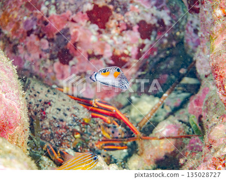 Juvenile Crested Wrasse and others. Hirizohama, Minamiizu Town, Nakagi, Izu Peninsula, Shizuoka Prefecture -202 One of Japan's leading snorkeling spots Juvenile Crested Wrasse and others. Hirizohama, Minamiizu Town, Nakagi, Izu Peninsula, Shizuoka Prefecture -202 One of Japan's leading snorkeling spots 135028727