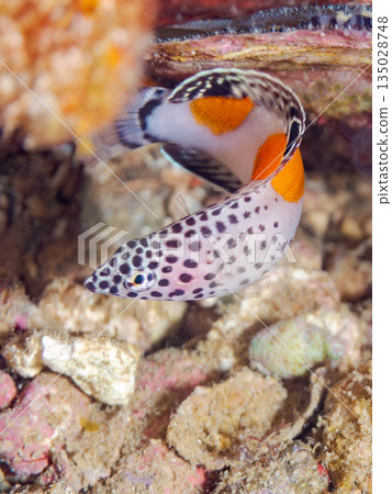 Juvenile Crested Wrasse and others. Hirizohama, Minamiizu Town, Nakagi, Izu Peninsula, Shizuoka Prefecture -202 One of Japan's leading snorkeling spots 135028748