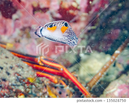 幼年鳳頭瀨魚及其他魚類。靜岡縣伊豆半島中城南伊豆町平枝濱 -202 日本頂級浮潛地點之一 135028750