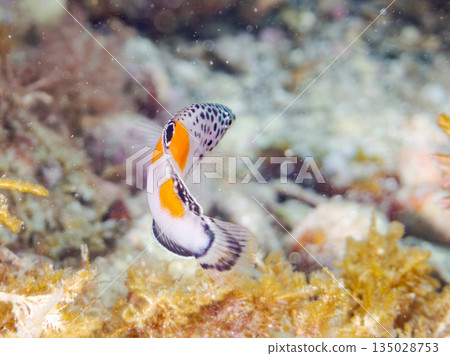 幼年鳳頭瀨魚及其他魚類。靜岡縣伊豆半島中城南伊豆町平枝濱 -202 日本頂級浮潛地點之一 135028753