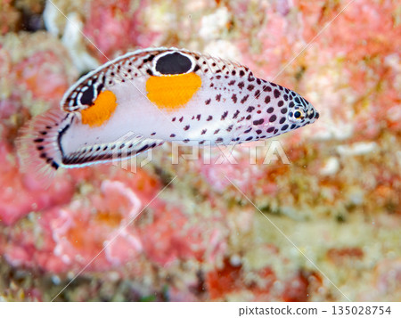 幼年鳳頭瀨魚及其他魚類。靜岡縣伊豆半島中城南伊豆町平枝濱 -202 日本頂級浮潛地點之一 135028754