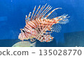 魚兒自由遊動 135028770