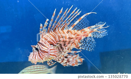 The fish are free swimming The fish are free swimming 135028770