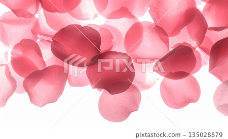 A close-up of red petals shining through bright light and a background material with copy space perfect for beauty and weddings 135028879