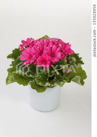Cineraria (pink) Cineraria (pink) 135028959
