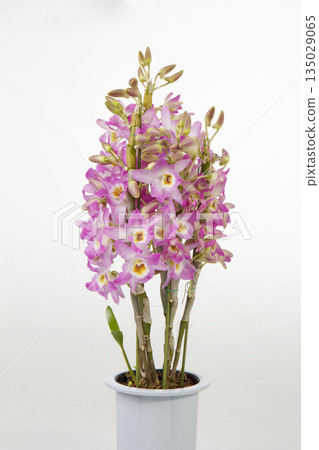 Dendrobium 135029065