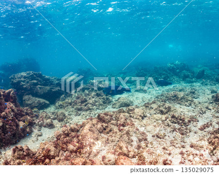 大型鸚嘴魚及其他海洋生物。靜岡縣伊豆半島南伊豆町中木町的Hirizo海灘 - 2025,日本頂級浮潛地點之一。 大型鸚嘴魚及其他海洋生物。靜岡縣伊豆半島南伊豆町中木町的Hirizo海灘 - 2025,日本頂級浮潛地點之一。 135029075
