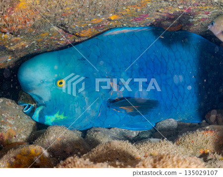 大型鸚嘴魚及其他海洋生物。靜岡縣伊豆半島南伊豆町中木町的Hirizo海灘 - 2025，日本頂級浮潛地點之一。 135029107
