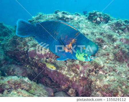 Large parrotfish and more. Hirizo Beach, Nakagi, Minamiizu Town, Izu Peninsula, Shizuoka Prefecture - 2025 One of Japan's top snorkeling spots 135029112